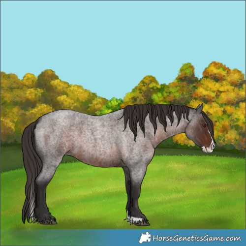 Horse Color:Liver Red Roan Splash 