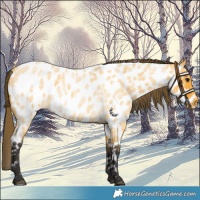 Horse Color:Buckskin Roan Near Leopard 