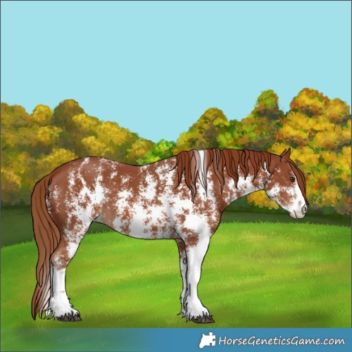 Horse Color:Chestnut Sabino 