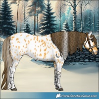 Horse Color:Buckskin Near Leopard