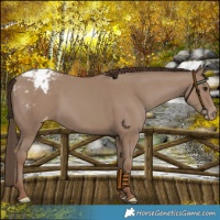 Horse Color:Classic Champagne Blanket Rabicano 