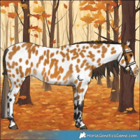 Horse Color:Buckskin Leopard