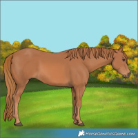 Horse Color:Chestnut Rabicano 