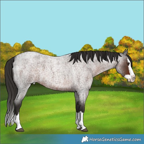 Horse Color:Unknown 
