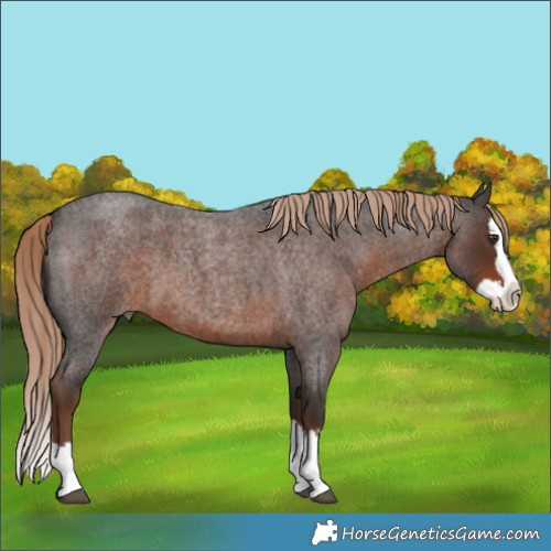Horse Color:Liver Red Roan Splash 