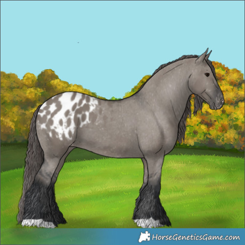 Horse Color:Grullo Appaloosa 