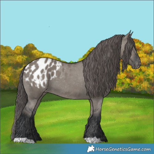 Horse Color:Grullo Appaloosa 