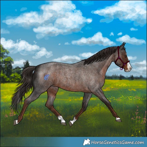 Horse Color:Liver Red Roan Splash