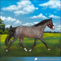 Horse Color:Liver Red Roan Splash