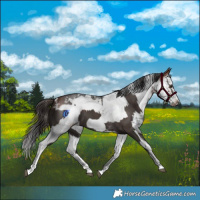 Horse Color:Liver Chestnut Sabino Splash Frame Varnish and Liver Chestnut Sabino Splash Frame Varnish