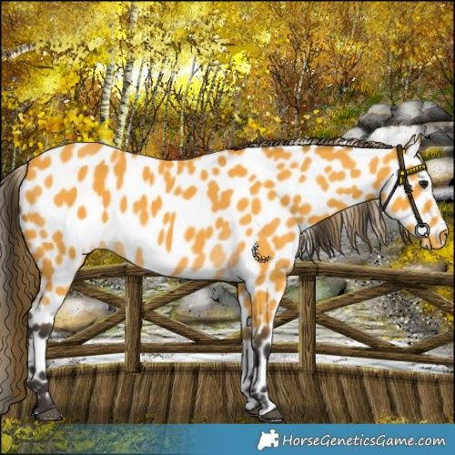 Horse Color:Buckskin Leopard 