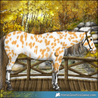 Horse Color:Buckskin Leopard