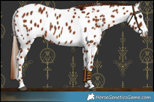 Horse Color:Chestnut Near Leopard 