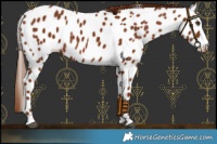 Horse Color:Chestnut Near Leopard