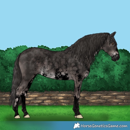 Horse Color:Void Platinum Liver Chestnut Sabino Rabicano 