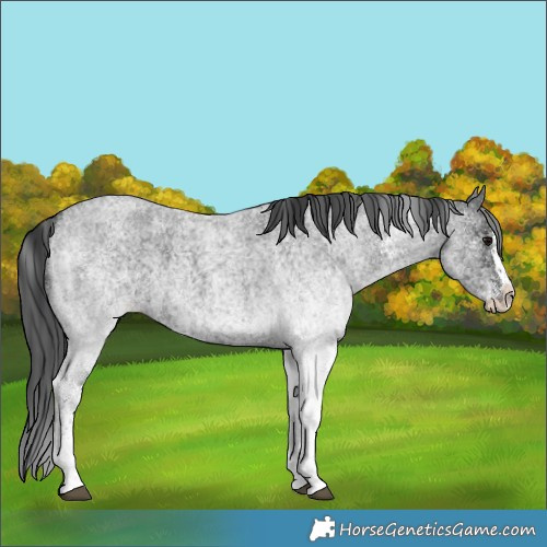 Horse Color:White Spotted Blue Roan Rabicano  and White Spotted Blue Roan Splash Rabicano 