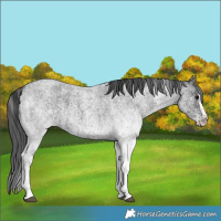Horse Color:White Spotted Blue Roan Rabicano  and White Spotted Blue Roan Splash Rabicano 