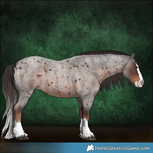 Horse Color:Liver Red Roan Splash 