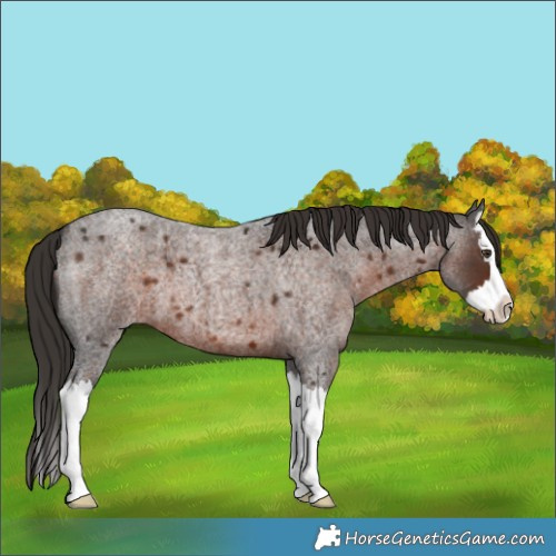 Horse Color:Liver Red Roan Splash 