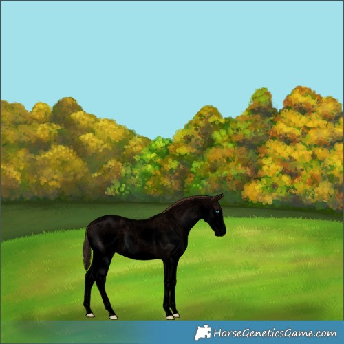 Horse Color:Void White Spotted Liver Red Roan Splash Rabicano 