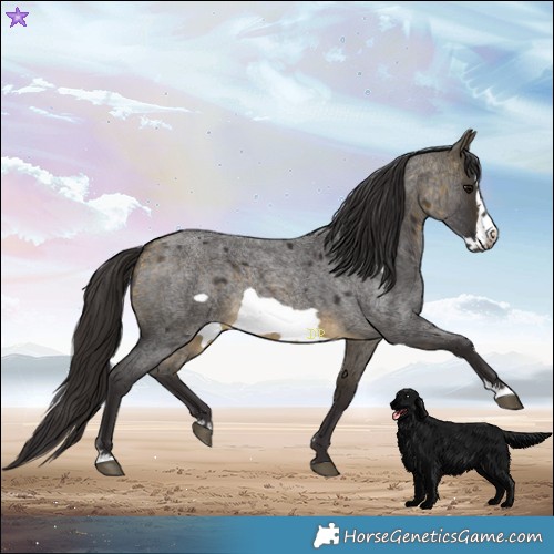 Horse Color:Buckskin Roan Sabino Frame 