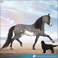 Horse Color:Buckskin Roan Sabino Frame