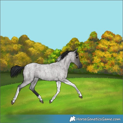 Horse Color:Grullo Roan Tobiano 
