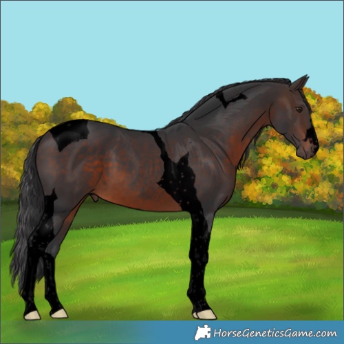 Horse Color:Void Brown Tobiano 