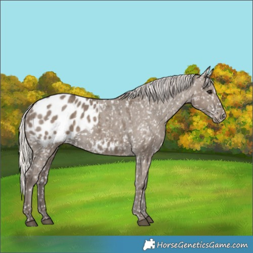 Horse Color:Silver Grullo Appaloosa 