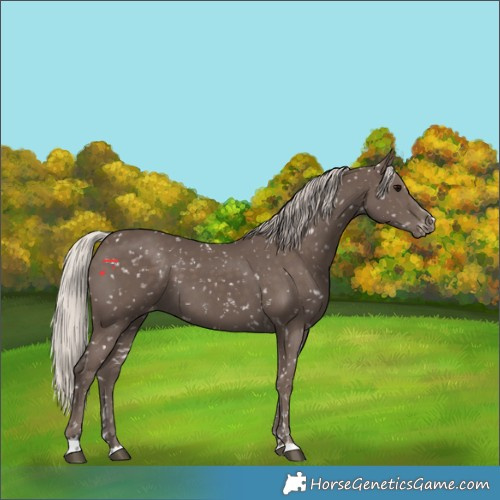 Horse Color:Silver Black Appaloosa 