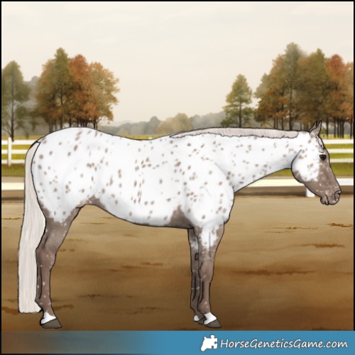 Horse Color:Silver Grullo Appaloosa 