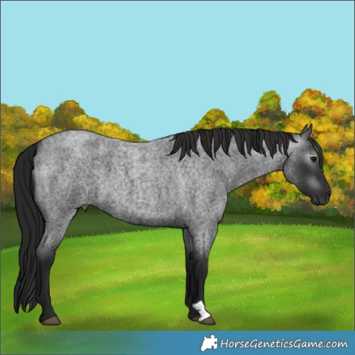 Horse Color:Gray Blue Roan 