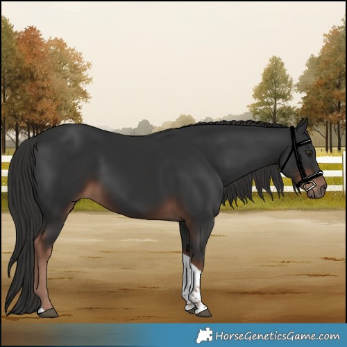 Horse Color:Liver Chestnut Tobiano 