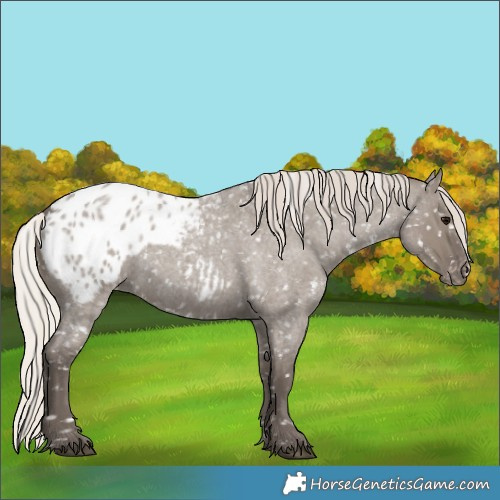 Horse Color:Silver Grullo Roan Appaloosa 