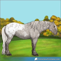 Horse Color:Silver Grullo Roan Blanket
