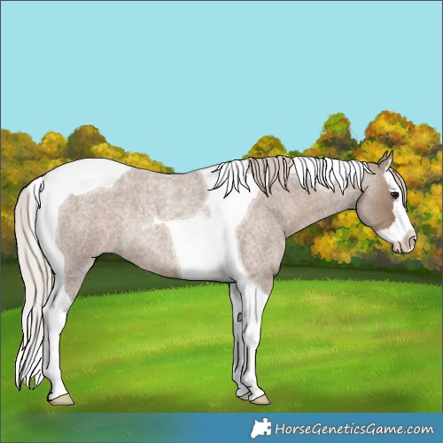 Horse Color:Silver Grullo Roan Splash Tobiano Rabicano 