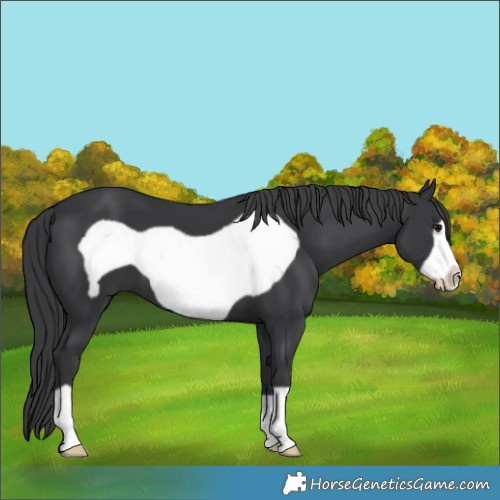 Horse Color:Black Frame 