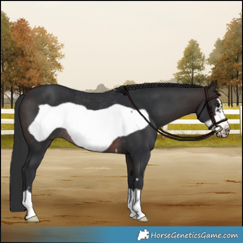 Horse Color:Brown Frame Rabicano