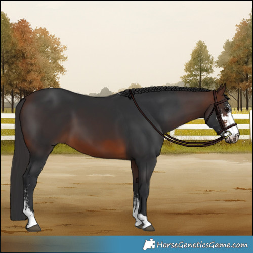 Horse Color:Brown Sabino