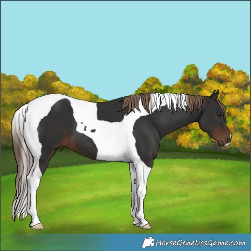Horse Color:Liver Chestnut Tobiano 