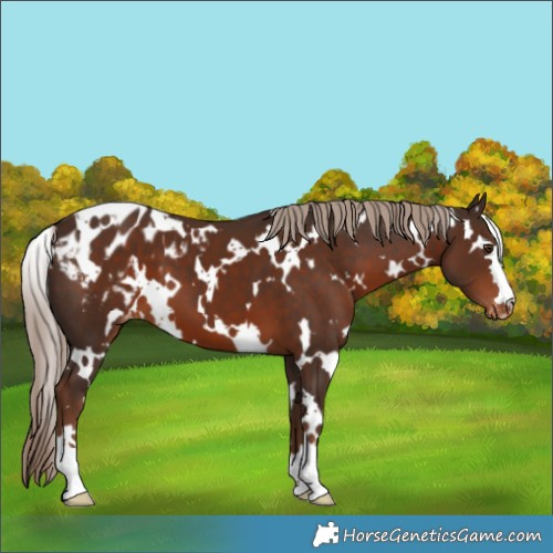 Horse Color:White Spotted Liver Chestnut Appaloosa 