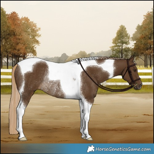 Horse Color:Chocolate Palomino Tobiano Rabicano 