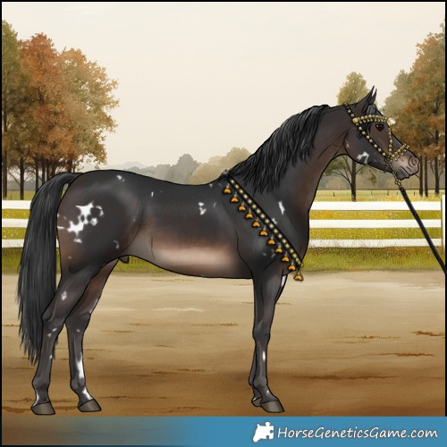 Horse Color:White Spotted Brown 