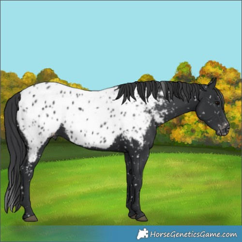 Horse Color:Black Appaloosa 