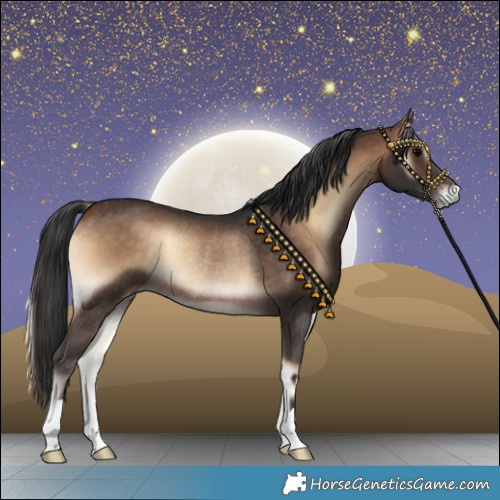 Horse Color:Bay Onyx Rabicano 