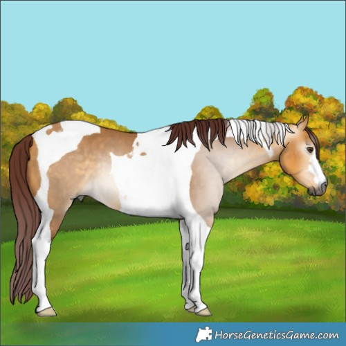 Horse Color:Gray Chocolate Buckskin Dun Tobiano