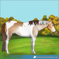 Horse Color:Gray Chocolate Buckskin Dun Tobiano