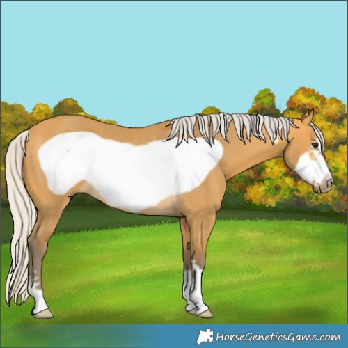 Horse Color:Silver Buckskin Frame Rabicano 