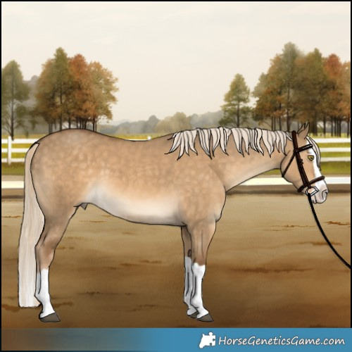 Horse Color:Chocolate Palomino Dun Splash 
