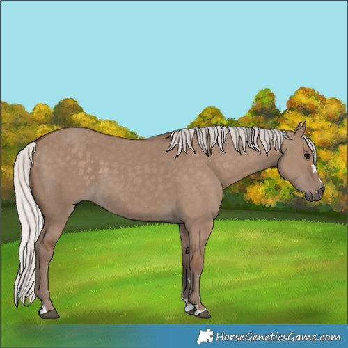 Horse Color:Silver Grullo 